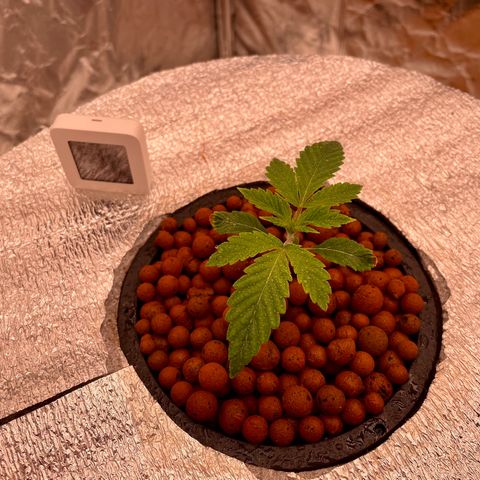 Peyote growlog timeline photo