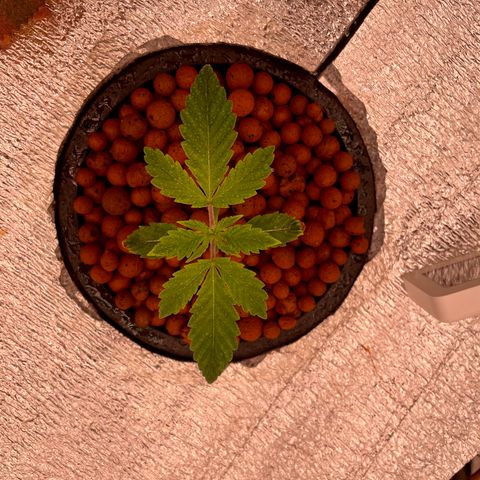 Peyote growlog timeline photo