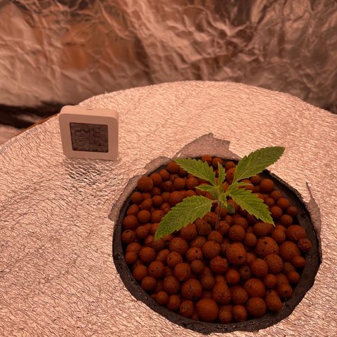 WiFi growlog timeline photo