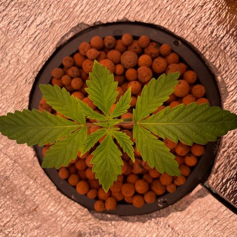 Peyote growlog timeline photo