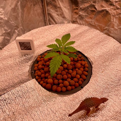 Peyote growlog timeline photo