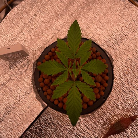 Peyote growlog timeline photo