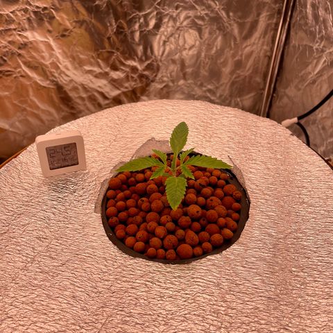 WiFi growlog timeline photo