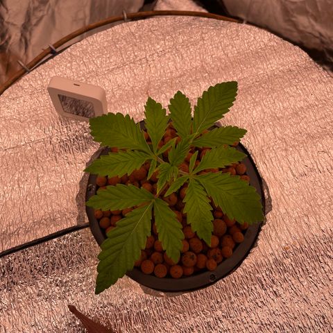 Peyote growlog timeline photo