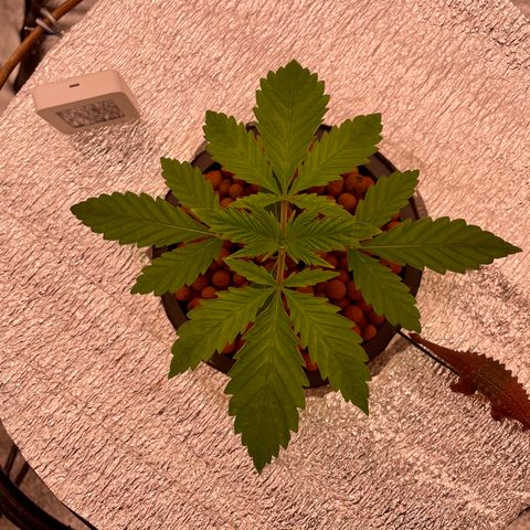 Peyote growlog timeline photo