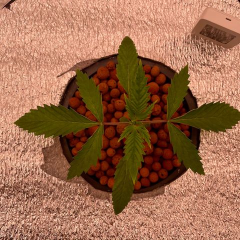 WiFi growlog timeline photo