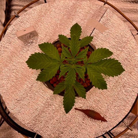 Peyote growlog timeline photo