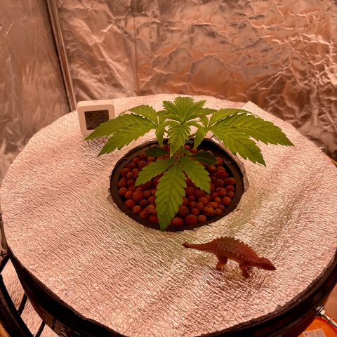 Peyote growlog timeline photo