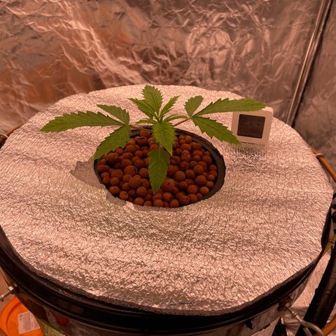 WiFi growlog timeline photo