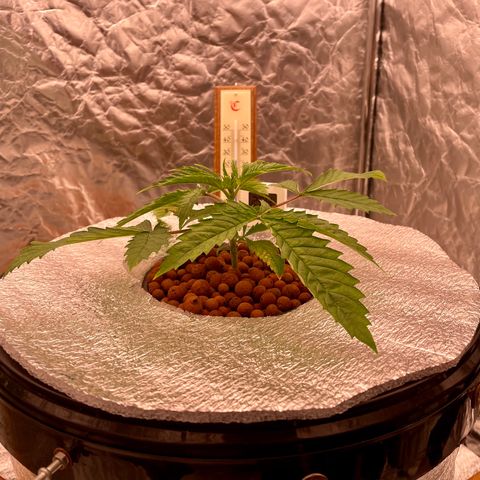 WiFi growlog timeline photo