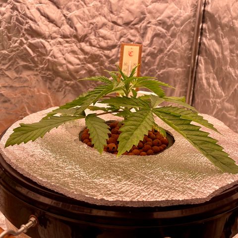 WiFi growlog timeline photo