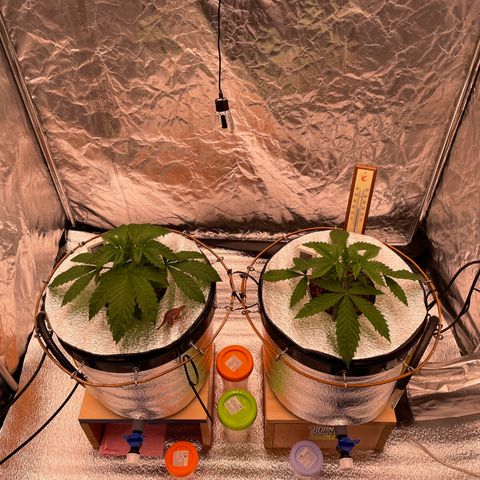 WiFi growlog timeline photo