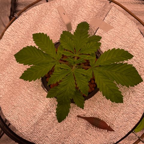 Peyote growlog timeline photo