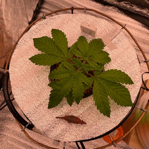 Peyote growlog timeline photo