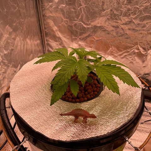 Peyote growlog timeline photo