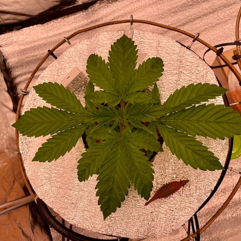 Peyote growlog timeline photo