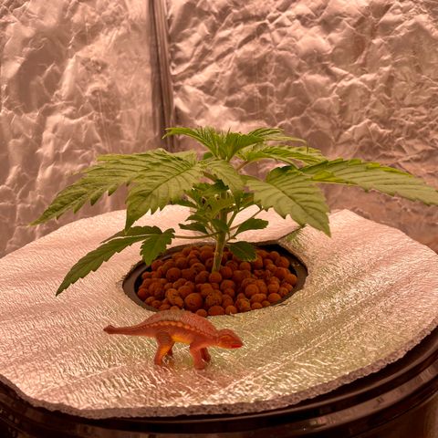 Peyote growlog timeline photo