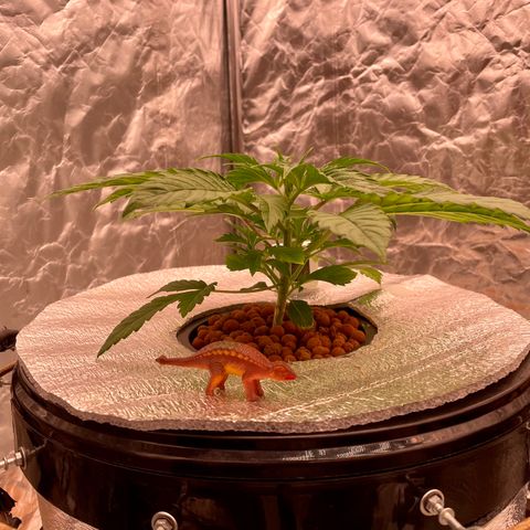 Peyote growlog timeline photo