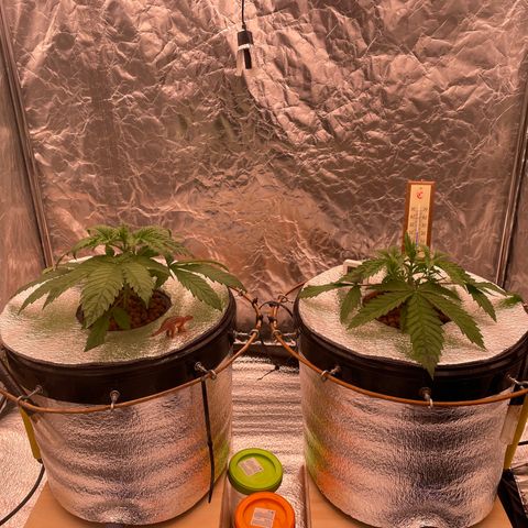 Peyote growlog timeline photo