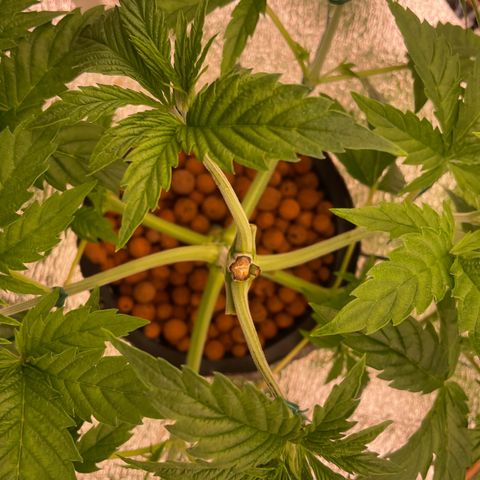 Peyote growlog timeline photo