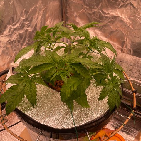 Peyote growlog timeline photo