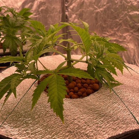 WiFi growlog timeline photo