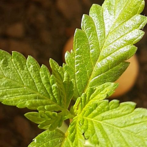 Era growlog timeline photo