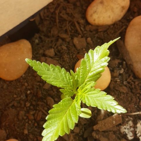 Era growlog timeline photo