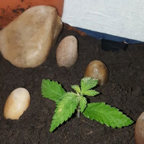 Era growlog timeline photo