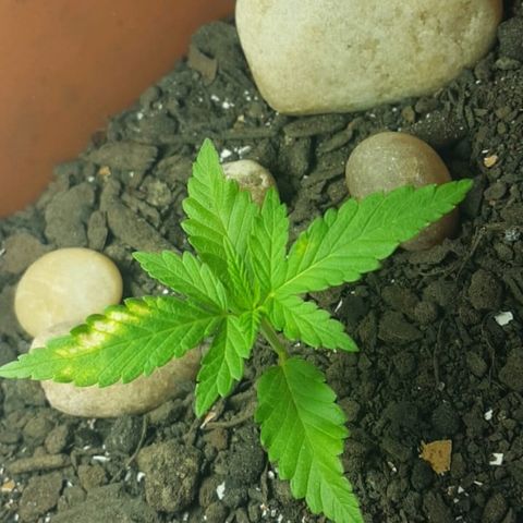Era growlog timeline photo