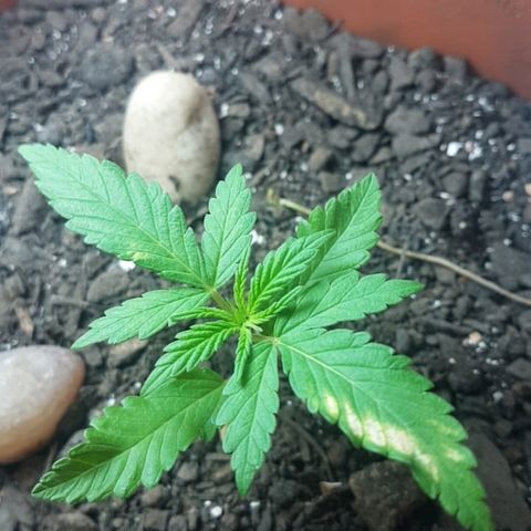Era growlog timeline photo