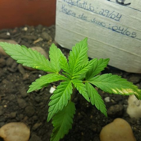 Era growlog timeline photo