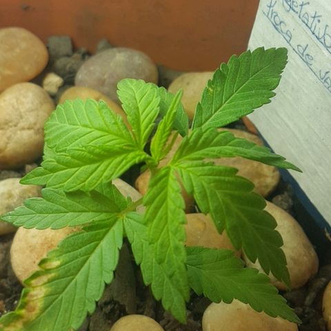 Era growlog timeline photo