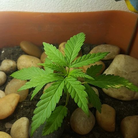 Era growlog timeline photo