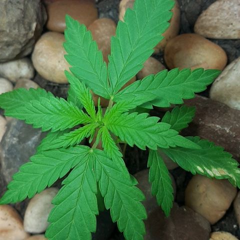 Era growlog timeline photo