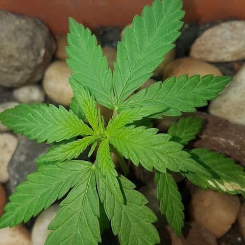 Era growlog timeline photo