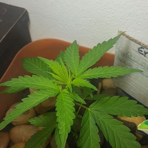 Era growlog timeline photo
