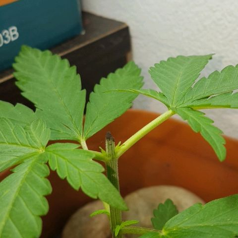 Era growlog timeline photo