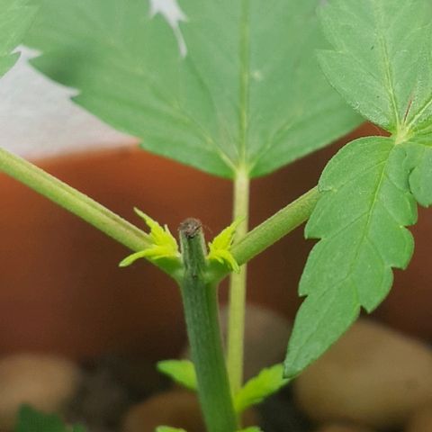 Era growlog timeline photo