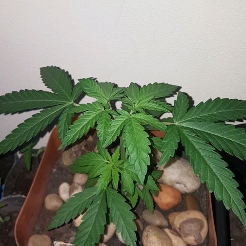 Era growlog timeline photo
