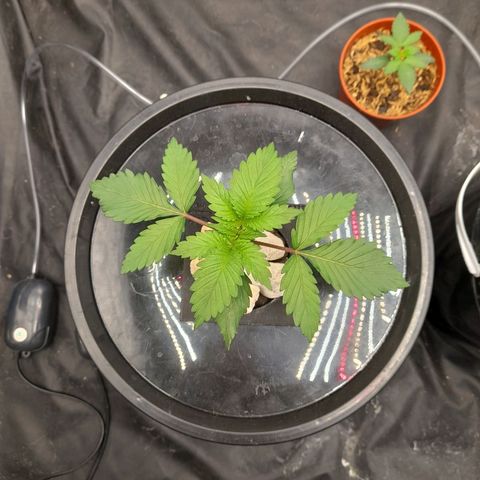 Super Lemon Haze growlog timeline photo