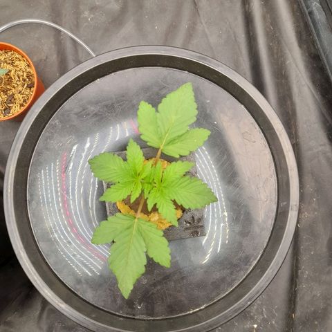 Gorilla Glue #4 growlog timeline photo