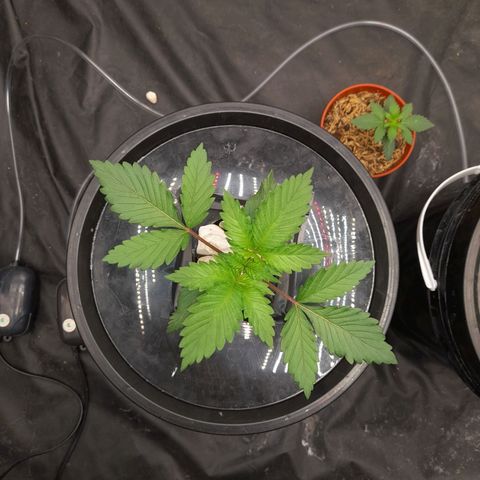 Super Lemon Haze growlog timeline photo