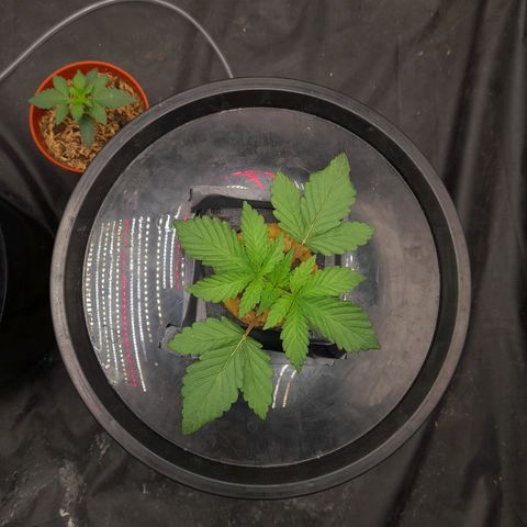 Gorilla Glue #4 growlog timeline photo
