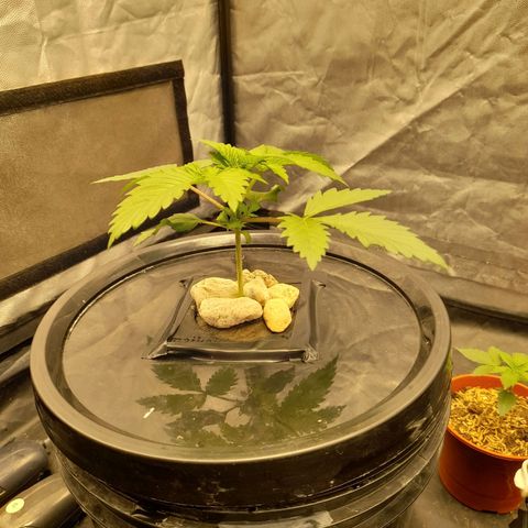 Super Lemon Haze growlog timeline photo