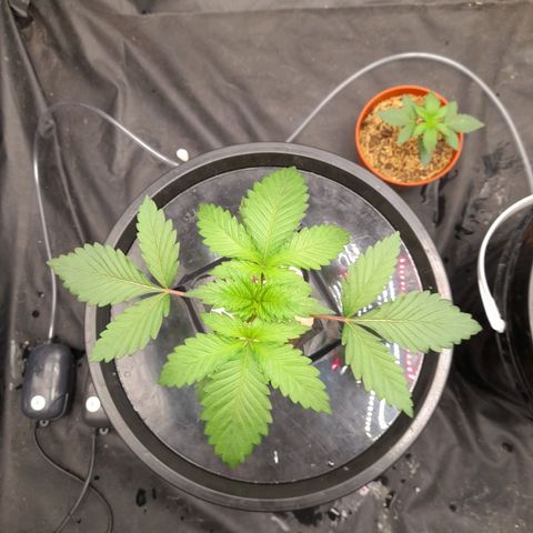 Super Lemon Haze growlog timeline photo