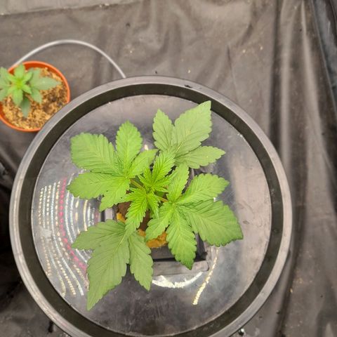 Gorilla Glue #4 growlog timeline photo