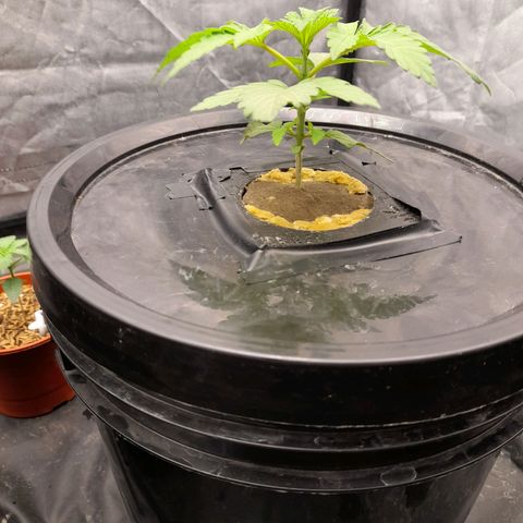 Gorilla Glue #4 growlog timeline photo