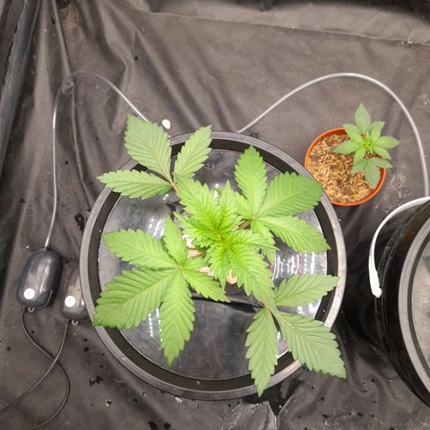 Super Lemon Haze growlog timeline photo