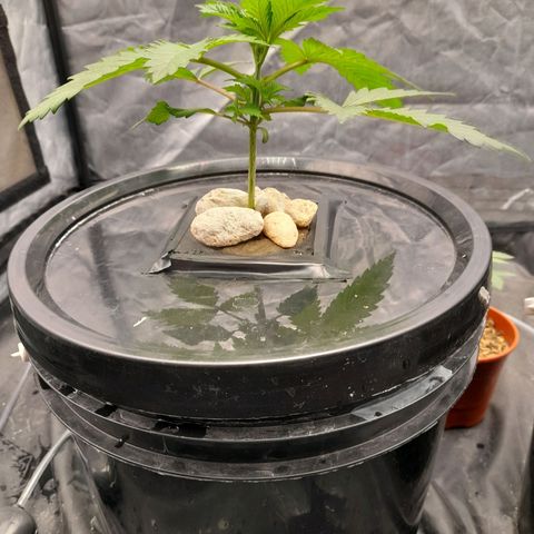 Super Lemon Haze growlog timeline photo